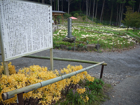 不老山正光寺・白い彼岸花まつり(2)