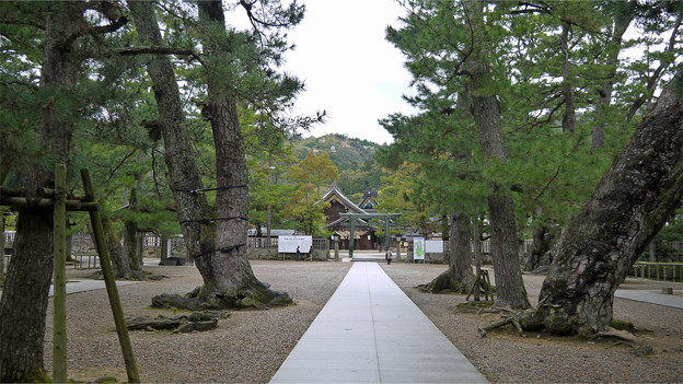 出雲大社(51)松の参道と胴鳥居