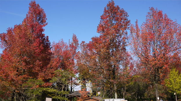 油山市民の森(6)