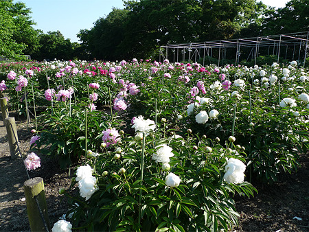 舞鶴公園のシャクヤク(9)
