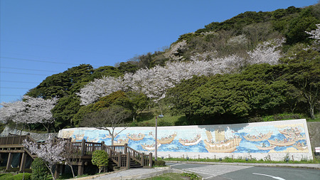 めかり公園の桜(9)