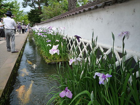 津和野~鯉と花菖蒲(3)