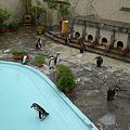 Photos: 福岡市動物園のペンギン(3)