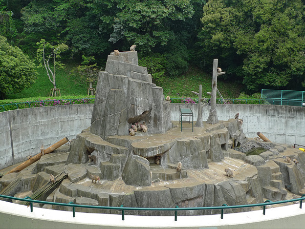 Photos: 福岡市動物園の猿山