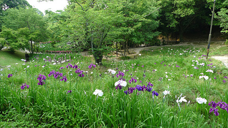 天拝山歴史自然公園の花菖蒲(4)
