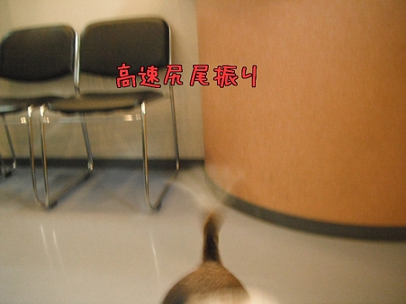 高速尻尾ふり