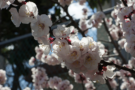 nex5111032807