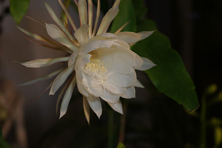 nex511052706