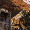 西明寺（1）　二天門と紅葉