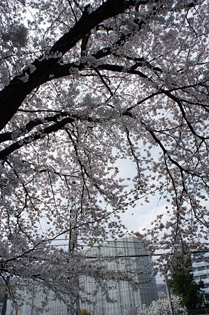 桜が空を覆う