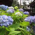 Photos: 紫陽花。