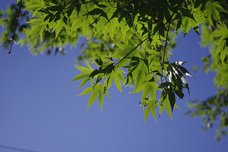 _IGP9546