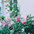 Photos: rose