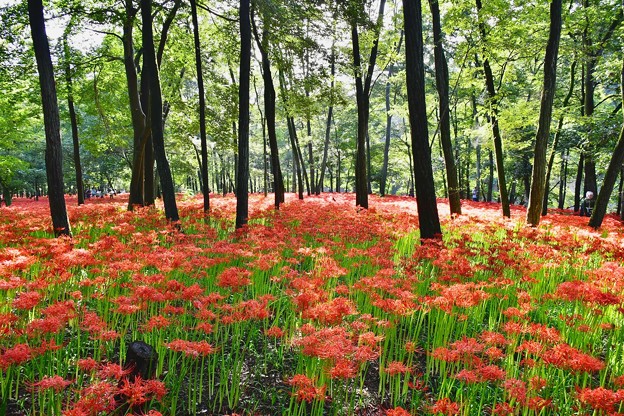 まるで森に咲く赤い花。。曼珠沙華 20170918