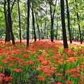 Photos: まるで森に咲く赤い花。。曼珠沙華 20170918