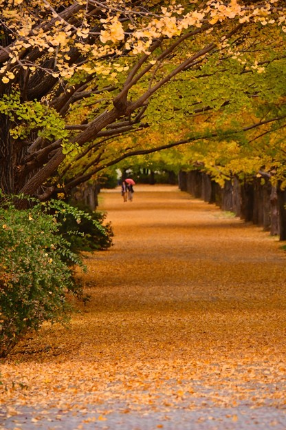 雨が降って来た昭和記念公園いちょう並木 20171104