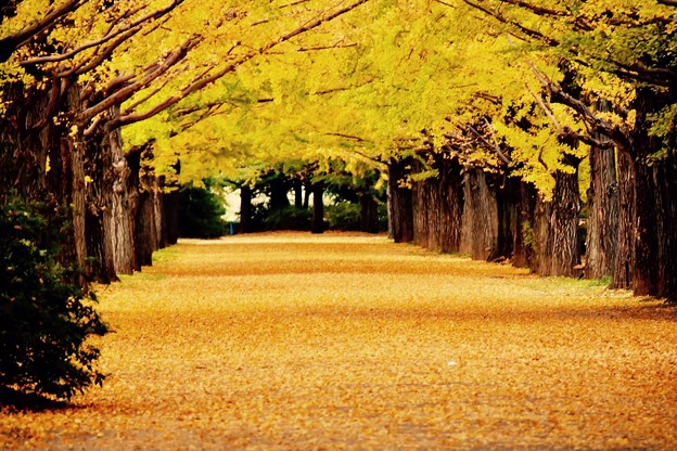 誰もいなくなった昭和記念公園いちょう並木 20171104