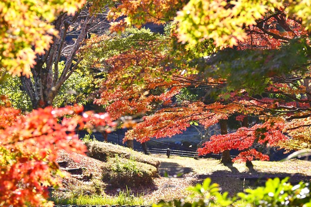 三保ダム周辺の色づいた紅葉。。20171112