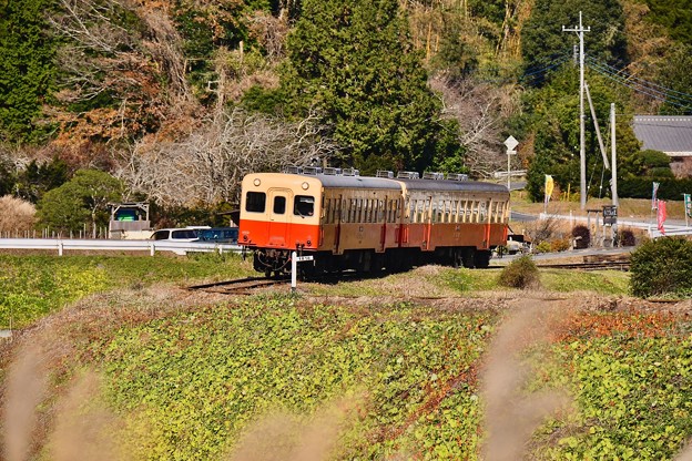 小湊鉄道。。キハ200系カーブを抜けて走る 20171210