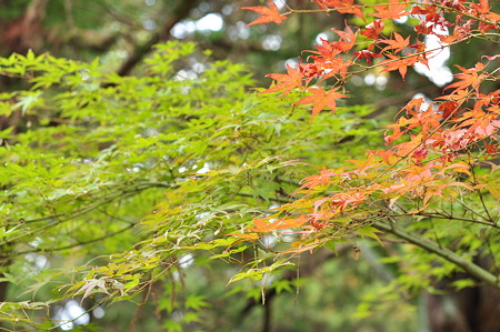 奈良公園2011秋-06