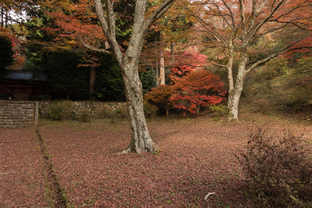 2014紅葉の鳥見山公園・2