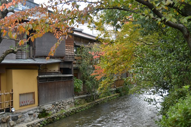 20171104京都（祇園、白川）4