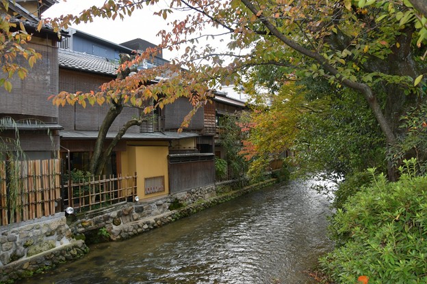 20171104京都（祇園、白川）5