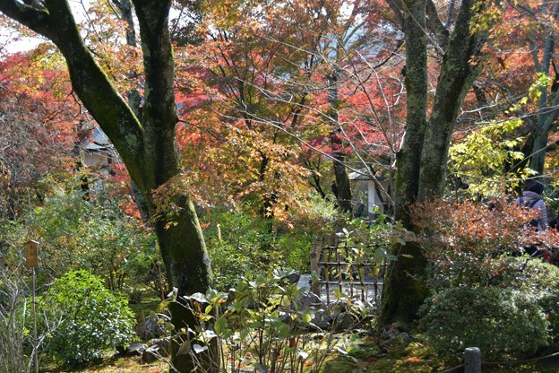 20171115京都嵐山嵯峨野5