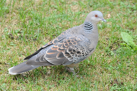 実はこんなにあった 日本の野生の鳩について 日本鳩対策センター