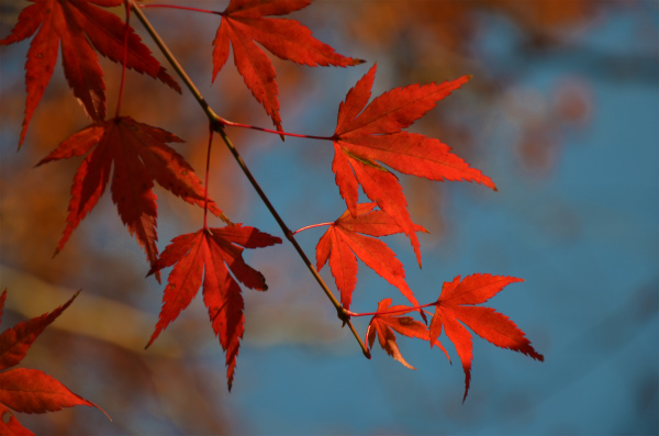 もみじの綺麗な紅葉を楽しみます