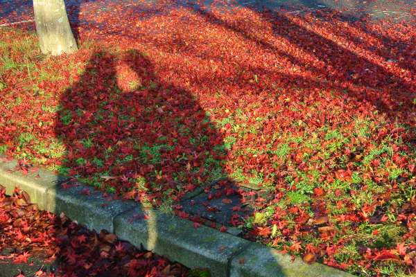 紅葉の絨毯での、家内と私のツーショット写真