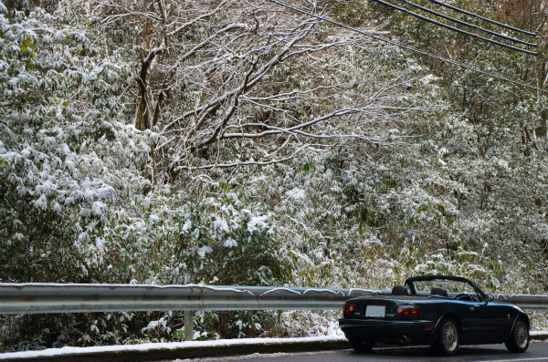 雪化粧した枝葉が綺麗