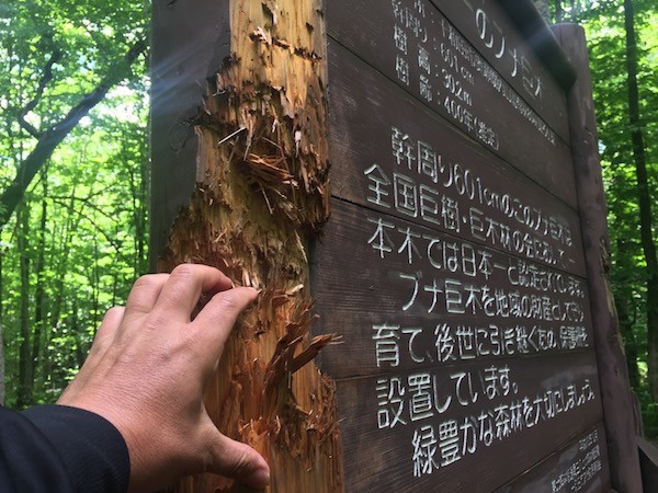 このブナの木の案内板の傷は熊がつけたもの