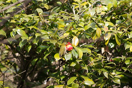 DSC04477