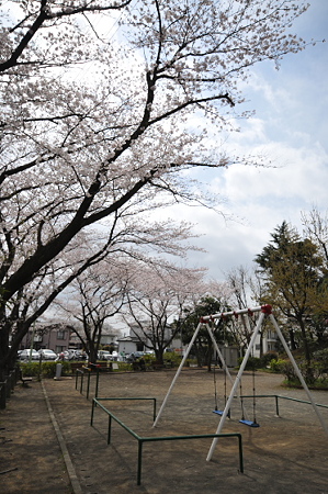 桜 2010 秋葉台公園 04