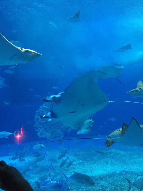 美ら海水族館