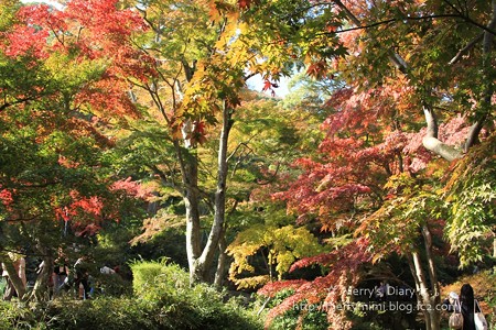 紅葉