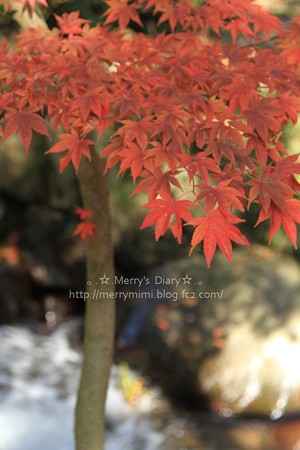 紅葉