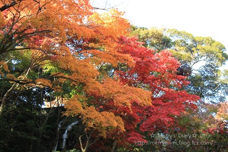 紅葉