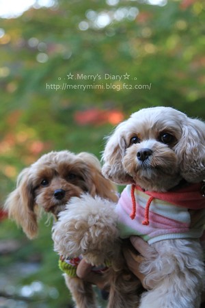 Merry&ViVi