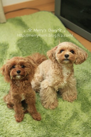 Merry&ViVi