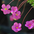 花の舞