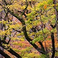 秋・彩り１
