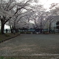 20220331 中山駅北第一公園の桜