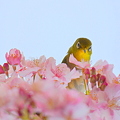 Photos: 晴見鳥2011