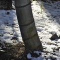 竹林の残雪