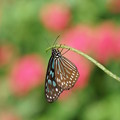 Photos: リュウキュウアサギマダラ