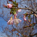 Photos: ヒマラヤザクラの咲き始め