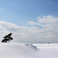 樹と雪原