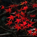 Photos: 雅